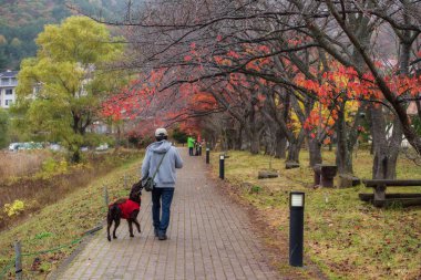 Japon erkek sahibi sabah yakın Kawaguchiko göl, Japonya ile mutlu siyah golden retriever köpek yürümek. En iyi arkadaşıyla insan sonbahar renkleri.