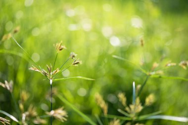 Yeşil bokeh gündoğumu yumuşak odak arka plan ile çayır çimen çiçek. Yaz yeşillikler içinde kavramı kopya alanı için metin ile.