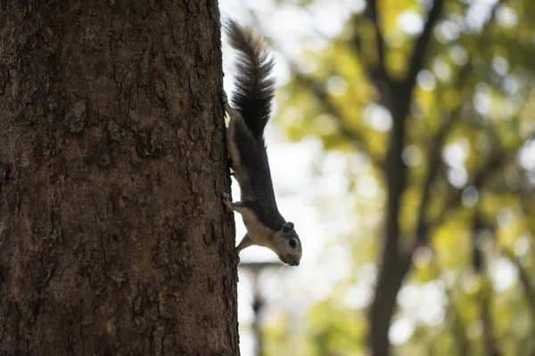 Écureuil Sur Arbre Avec Beau Fond Bokeh Feuillage Lever Soleil — Photo