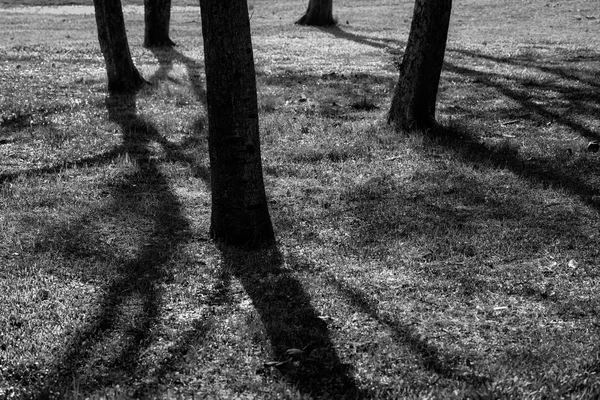 Ombre Grands Arbres Dans Parc Lever Soleil Processus Noir Blanc — Photo