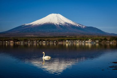 Beyaz Kuğu Fuji Dağı veya Fujisan ile Yamanaka gölde yüzme sabah Yamanashi, Japan