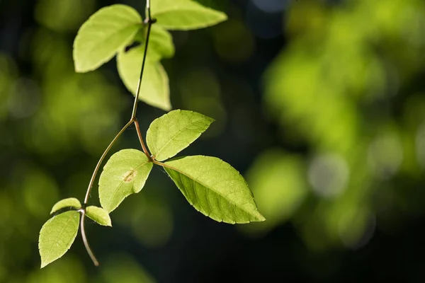 Hojas Verdes Colgantes Árbol Con Efecto Bokeh Fondo Oscuro Follaje —  Fotos de Stock