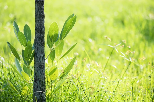 Foglia Verde Fogliame Vicino Piccolo Tronco Albero Con Verde Erba — Foto Stock