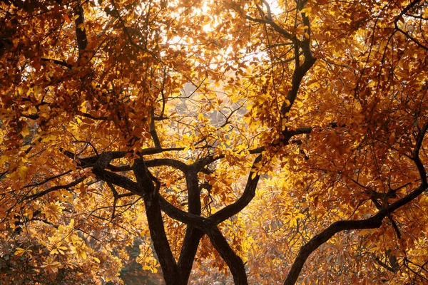 Closeup Autumn Foliage Trees Evening Sunset Light Natural Background Fall — Stock Photo, Image