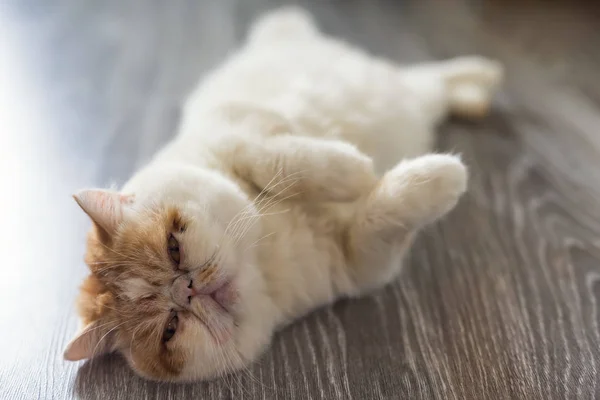 可爱的异国情调的短猫的肖像放松在木地板上的文字复制空间 有趣的动物或宠物在公寓的客厅里 最好的人类朋友特写镜头肖像 — 图库照片