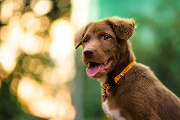 ボケ紅葉夕日光とコピー テキスト用のスペースを持つ茶色のラブラドル レトリーバー犬子犬犬撮り 夕暮れ時の庭でかわいいペット動物 — ストック写真