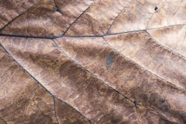 Closeup Brown yaprak doku arka plan. Makro kuru dokulu yeşillik üstten görünüm. Organik ve doğal desen.