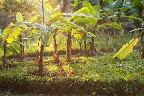 Kleine Bananenbäume Und Laubblätter Gegen Sonnenuntergang Bauernhof Thailand — Stockfoto