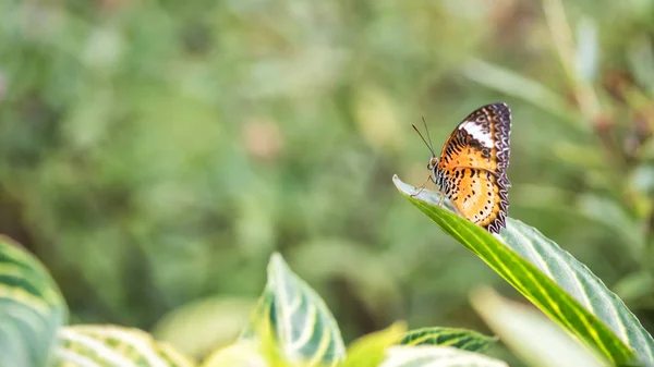 Monarca Viceré Farfalla Arancione Stand Foglia Verde Con Fogliame Naturale — Foto Stock