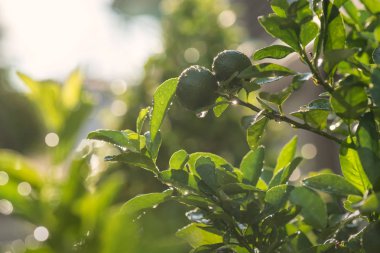 Bergamot ve yeşil yeşillik yaprak çiy damlaları ile yağmur ve bokeh günbatımı arka plan sonra bahar. Soyut doğa desen. Tarım ve bitki Sanayi.