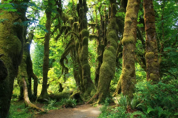 Grandes Árboles Cubiertos Por Musgo Verde Selva Tropical Parque Nacional — Foto de Stock
