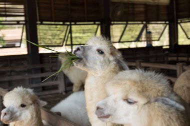 Ahşap çiftlik istikrarlı çim yeme mutlu beyaz alpaka