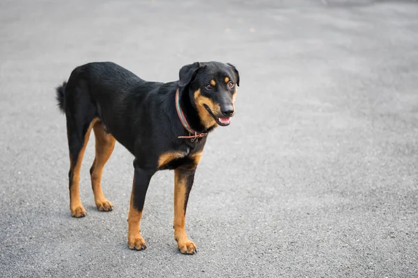 Portrait Chien Thai Ridgeback Noir Brun Dans Rue Avec Espace — Photo