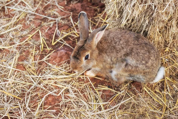 Carino Coniglio Pasqua Marrone Coniglietto Sull Erba Secca Con Spazio — Foto Stock