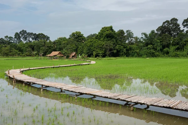 Natursköna Landskapet Ris Risfält Med Kurvan Bambu Träbro Promenader Trail — Stockfoto