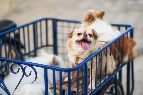 Leuke Gouden Chiwawa Hond Met Vrienden Zitten Motor Kant Auto — Stockfoto