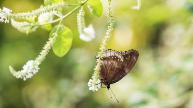 Siyah Eggfly kelebek standı ile yumuşak yeşil beyaz çiçek bitki üzerinde bokeh arka plan bulanıklık. Bahar yeşil metin kopyalama yeri olan vahşi hayvan.