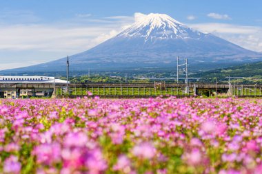 Shizuoka, Japonya - 05 Mayıs 2017: Jr Shinkansen dağ Fujisan ve Shibazakura bahar hareketli. Tokyo ve Osaka Japonya Demiryolları şirketi tarafından işletilen arasında N700 kurşun tren aktarım.