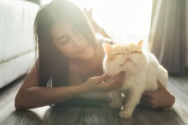 Cute Brown Exotic shorthair cat played by beautiful Asian sexy woman in condo living room during sunset. Happy tan girl playing with adorable pet.