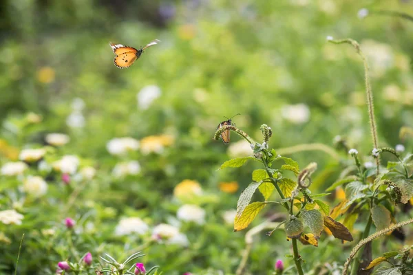 Farfalla arancione volare e stare sulla pianta — Foto Stock