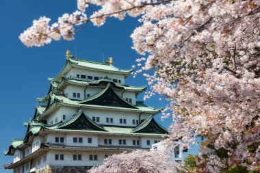 Beyaz sakura çerçeveli Nagoya Kalesi