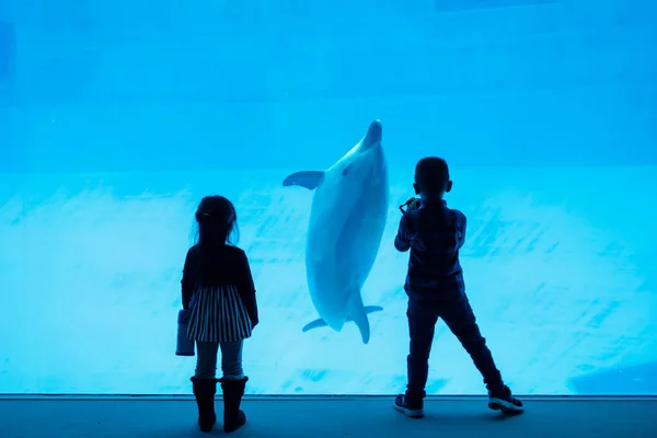 Crianças silhuetas assistindo golfinho no aquário — Fotografia de Stock