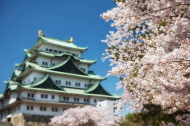 Nagoya kalesinde kiraz çiçeği