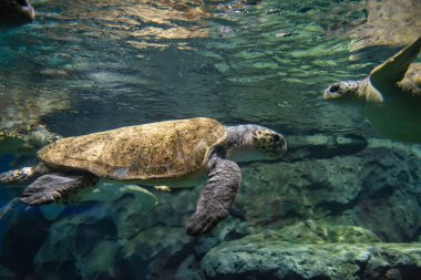 Su altında birçok deniz kaplumbağası