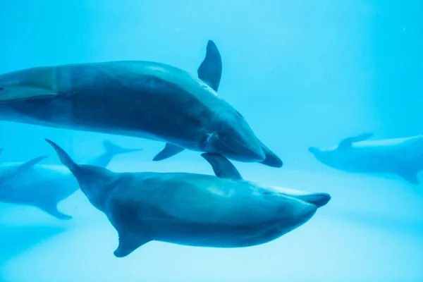 可爱的海海豚夫妇游泳 — 图库照片