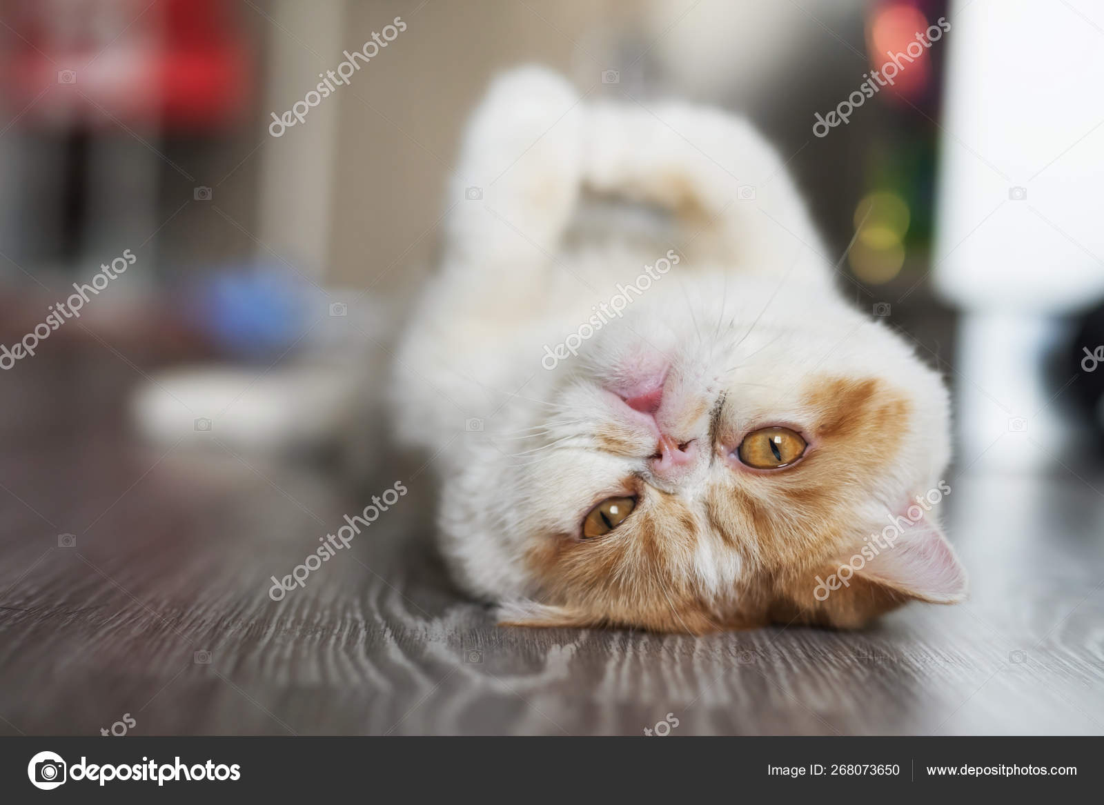 Exotic shorthair cat relax in house — Stock Photo © blanscape