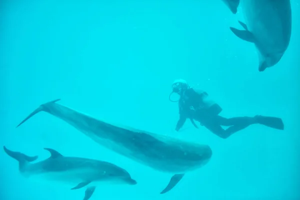 Аквалангист кормит дельфинов пищей — стоковое фото