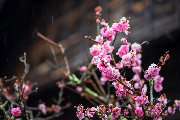Japanische rosa Aprikosenblüten mit Regen — Stockfoto