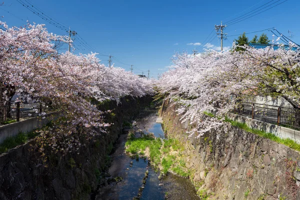 Path of Cherry blossom or sakura, Nagoya