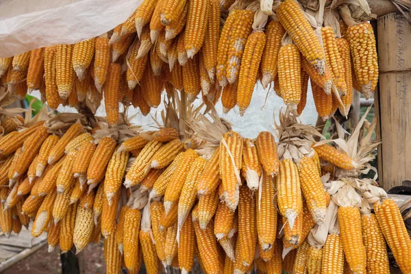 Biologische zoete maïs te koop in de lokale markt — Stockfoto