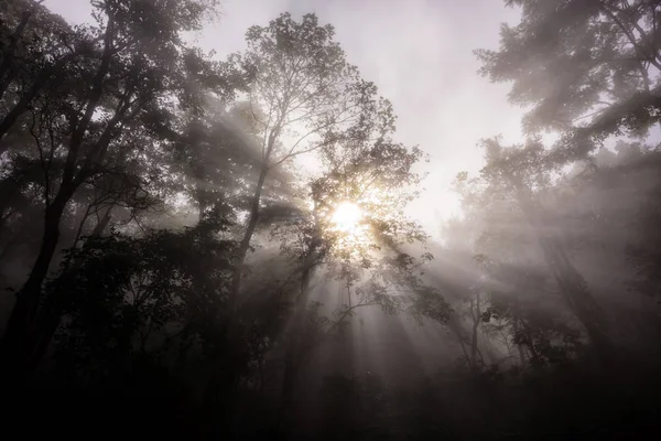 Raios matinais através da floresta com névoa — Fotografia de Stock