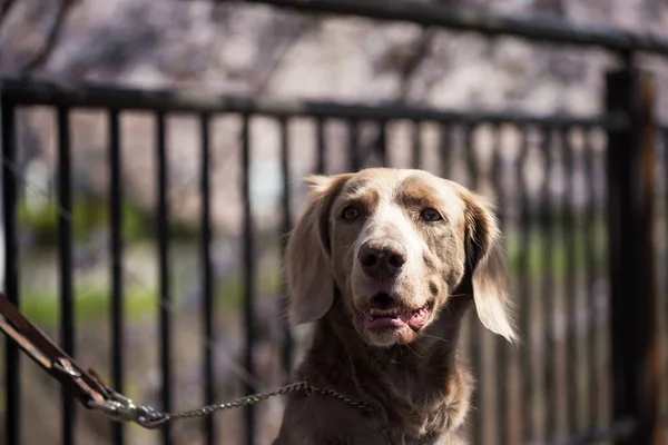 Springer chien d'épagneul avec bokeh sakura — Photo