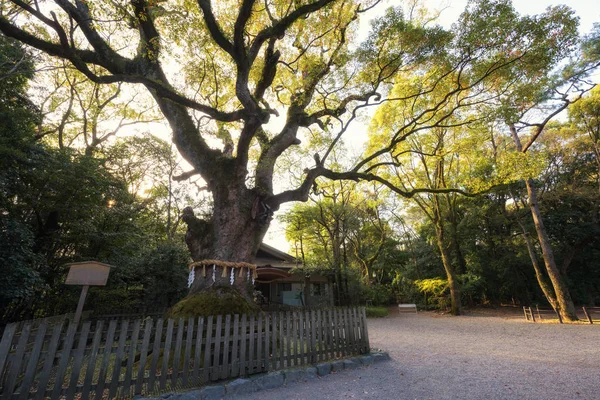 名古屋大树在靖国神社 — 图库照片