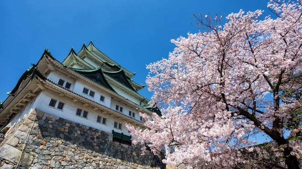 Flor de cerezo o sakura en el castillo de Nagoya — Foto de Stock