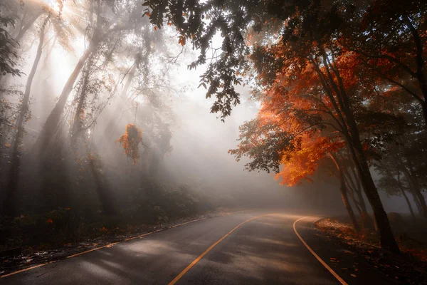 秋の太陽の光を伴う森林道路 — ストック写真