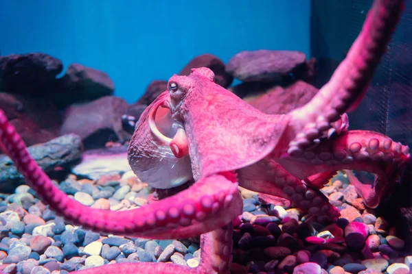 Polvo gigante vermelho dormindo em aquário — Fotografia de Stock