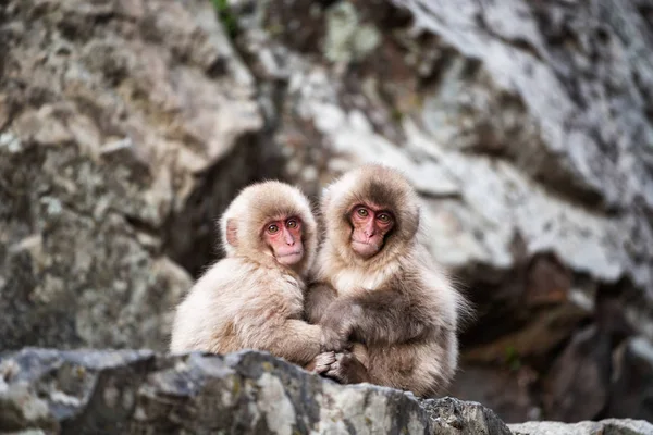 Macacos da neve bebê no Jigokudani Park, Yamanouchi — Fotografia de Stock