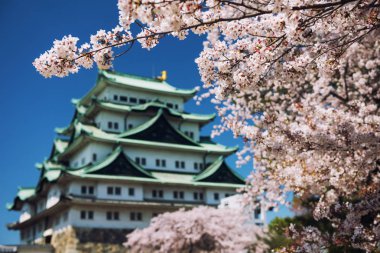 Nagoya Kalesi ile beyaz kiraz çiçeği 