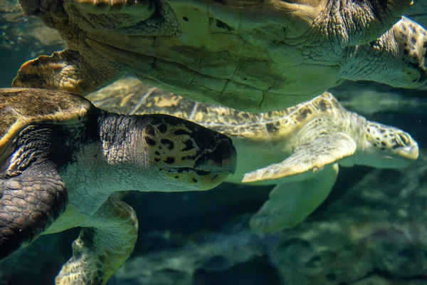 Big sea turtles swim under water