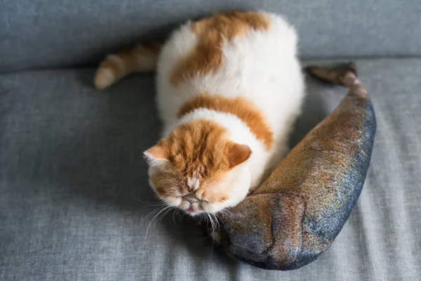 Exotic shorthair cat sleep on fish pillow