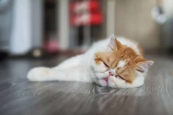 Екзотична короткошерста кішка спить у вітальні — стокове фото