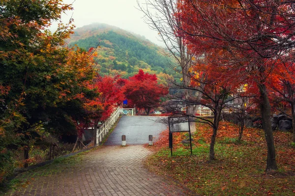 Jesienny Park w Kawaguchiko z mgłą — Zdjęcie stockowe