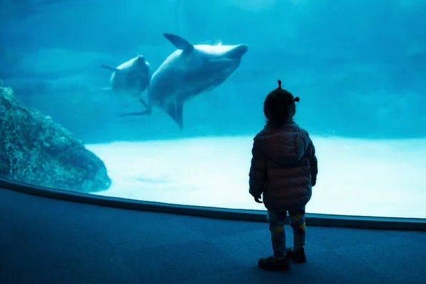 Silhueta menina assistir natação golfinho — Fotografia de Stock