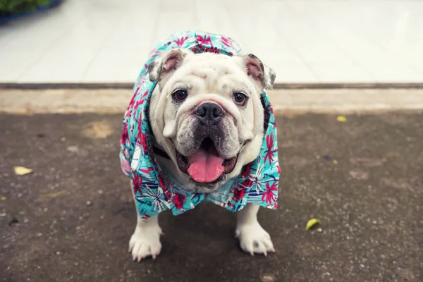 French bulldog with blue hawaii dress — Stock Photo, Image