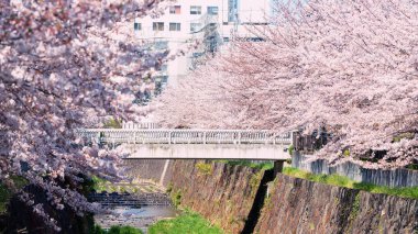 Pembe kiraz çiçeği veya sakura, Nagoya