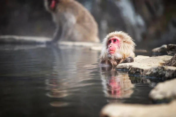 Macaco de neve onsen na primavera quente, Japão — Fotografia de Stock